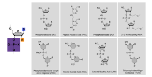 Example oligonucleotides