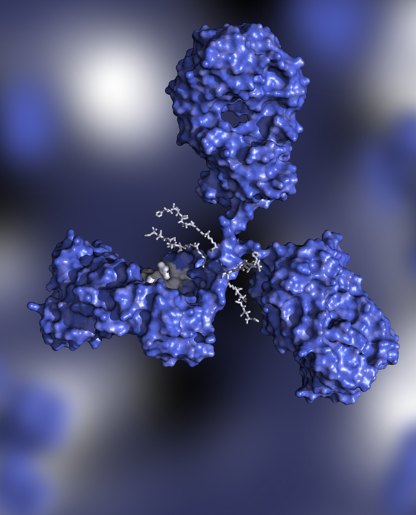 ADC molecule